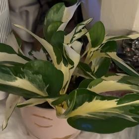 Photo of the plant species Mutant Manjula Pothos by @SpecialRedash70 named McKinley on Greg, the plant care app