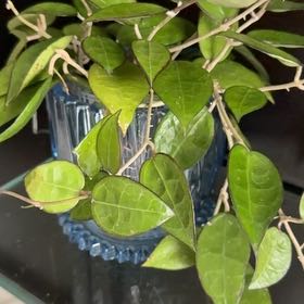 Photo of the plant species Hoya 'Rosita' by @SpecialRedash70 named Rosa Parks on Greg, the plant care app