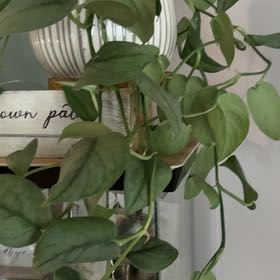 Photo of the plant species Sterling Silver Scindapsus by @SpecialRedash70 named Richard Gere on Greg, the plant care app