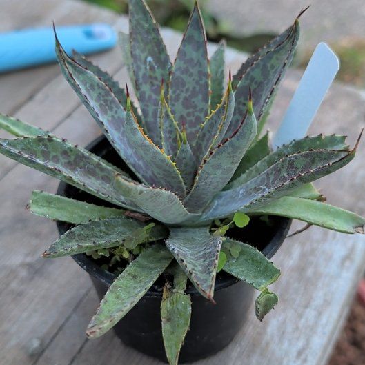 Photo of the plant species Agave 'Bloodspot' by @BigNapaea52 named Planty on Greg, the plant care app