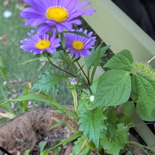 Photo of the plant species Alpine Aster by @BigNapaea52 named Kobe on Greg, the plant care app