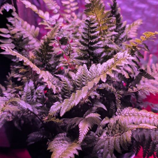 Photo of the plant species Korean Rock Fern by @BigNapaea52 named Fernie Mac on Greg, the plant care app