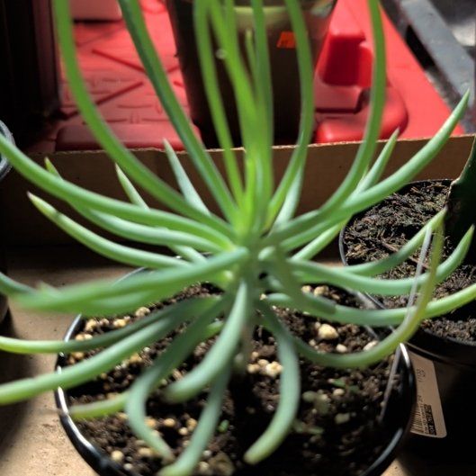 Photo of the plant species Senecio vitalis 'Viper' by @BigNapaea52 named Baesil on Greg, the plant care app