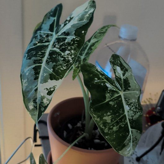 Photo of the plant species Alocasia Frydek by @BigNapaea52 named Rosa on Greg, the plant care app