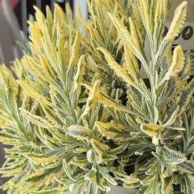 Photo of the plant species Meerlo Lavender by @TrueHollyhock81 named Beckham on Greg, the plant care app
