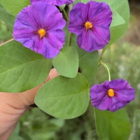 Photo of the plant species Blue Potato Bush by @DreamyBlinks20 named Zion on Greg, the plant care app