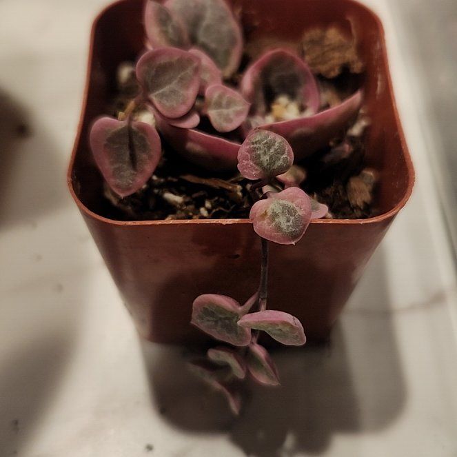 Photo of the plant species Ceropegia Woodii Variegata / String of Hearts Variegated by @ToughPurei86 named Nemo on Greg, the plant care app