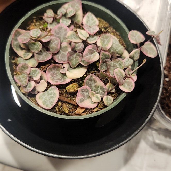 Photo of the plant species String of Hearts, varigated by @ToughPurei86 named Einstein on Greg, the plant care app