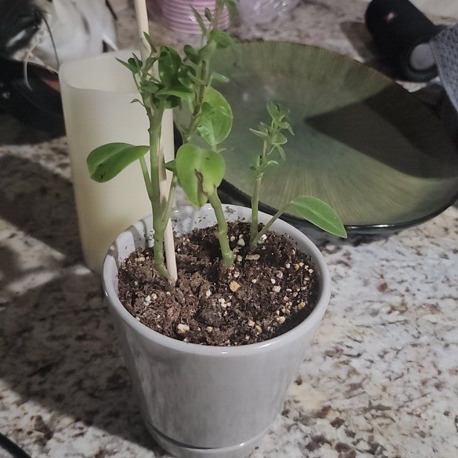 Photo of the plant species Baby Rubber Plant by @stormymay named Reba on Greg, the plant care app