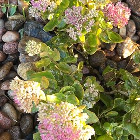 Photo of the plant species Curtiss' Milkweed by @PeerlessYuzu32 named Bigleef Smalls on Greg, the plant care app