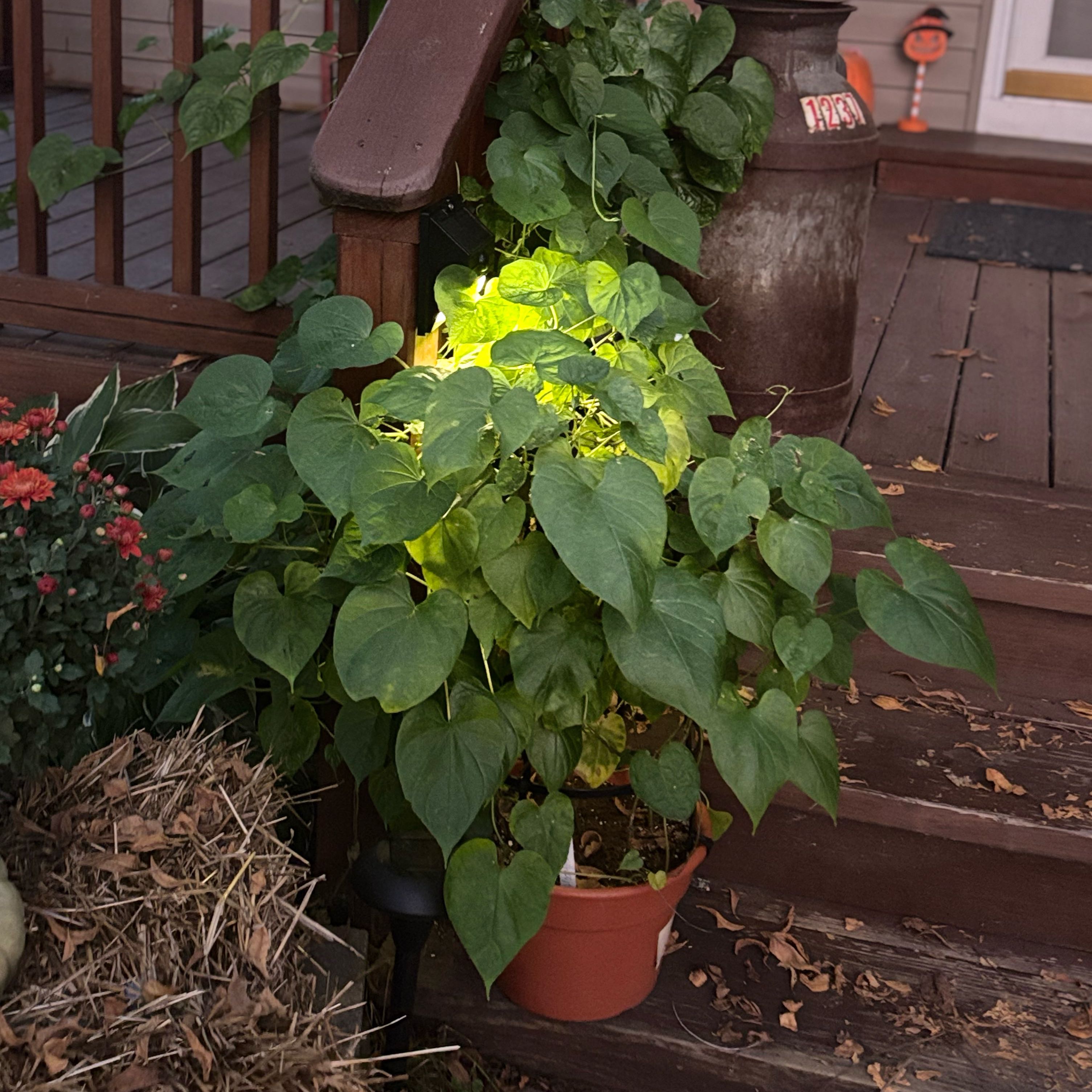 Photo of the plant species Moonflower, moon vine, tropical white morning glory by @NiftyMakole3 named Leaf Erickson on Greg, the plant care app