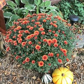 Photo of the plant species Mums by @NiftyMakole3 named Bruce Lee on Greg, the plant care app
