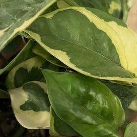 Photo of the plant species Philodendron 'Green Emerald' by @NiftyMakole3 named Maya on Greg, the plant care app