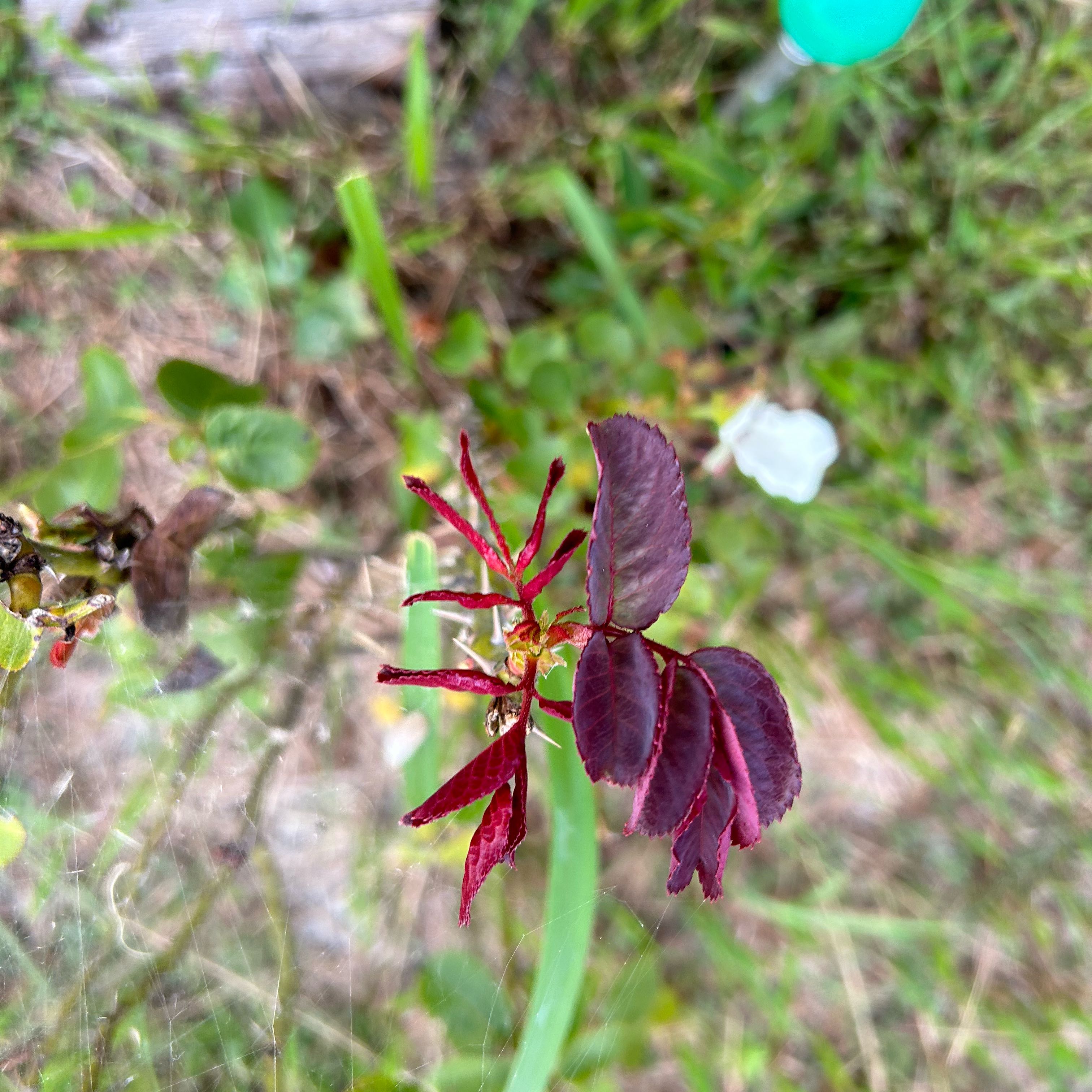 Photo of the plant species Smooth Rose by @AngelicRadish named Winston on Greg, the plant care app