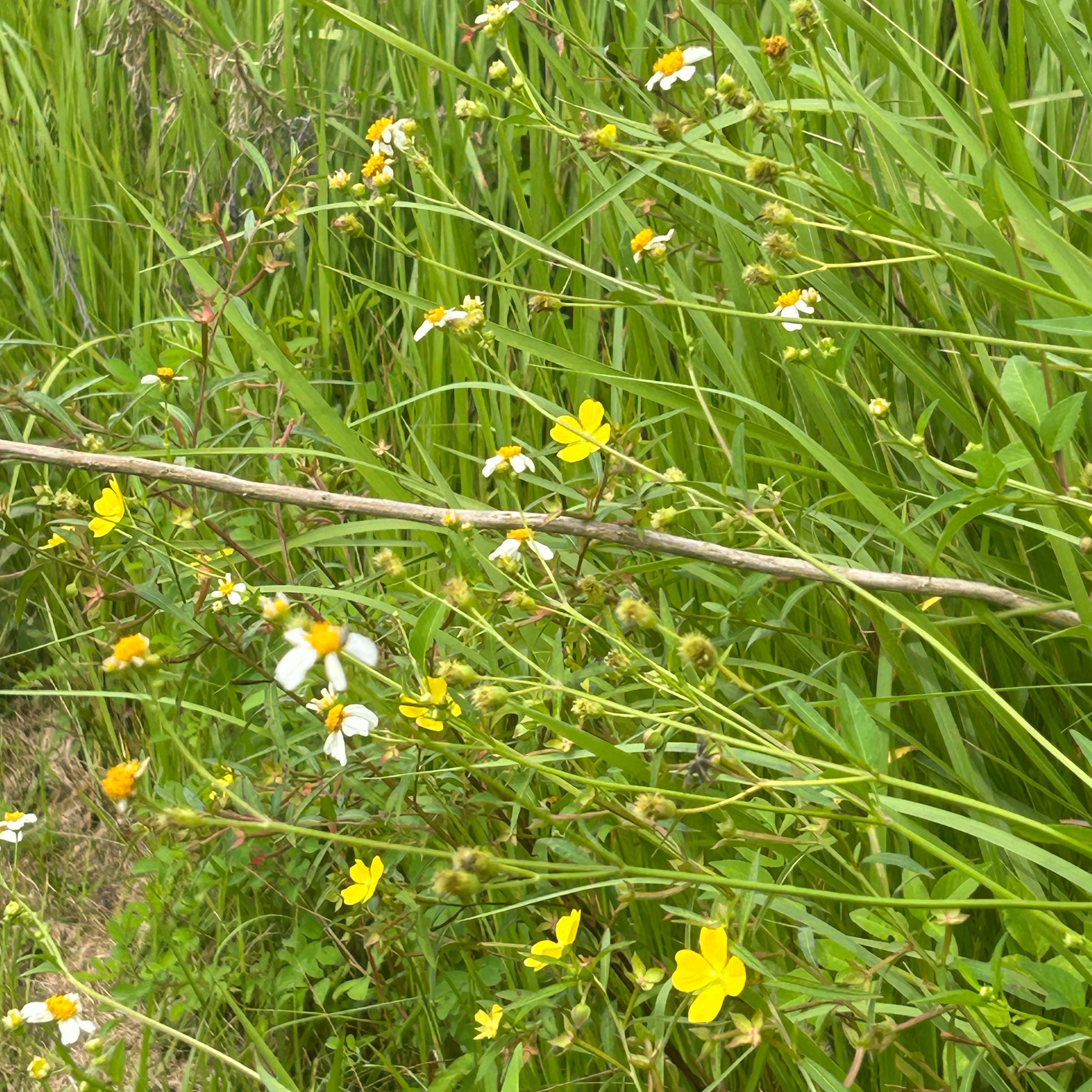 Photo of the plant species Flame Buttercup by @AngelicRadish named Cleopatra on Greg, the plant care app