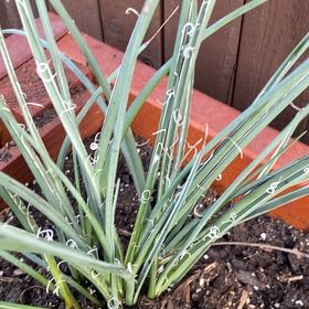 Photo of the plant species Banana Yucca by @BusyQuailbush48 named Xena on Greg, the plant care app