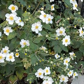 Photo of the plant species Eriocapitella hupehensis by @VipTimeout55 named Harry on Greg, the plant care app