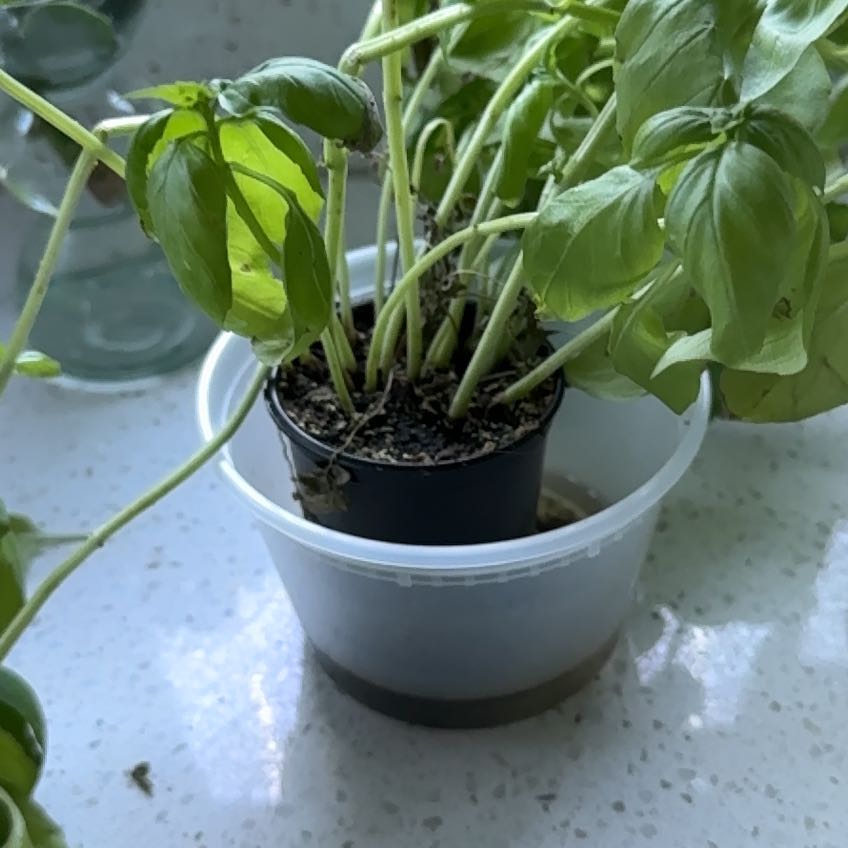 Photo of the plant species Basil by @PetGerbera97 named Pax on Greg, the plant care app