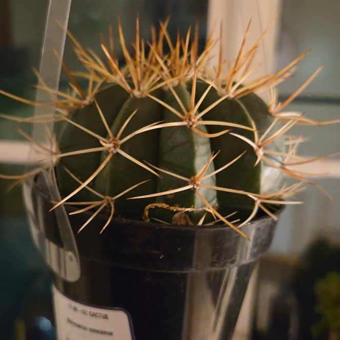 Photo of the plant species Assorted Melocactus by @BackupApiastrum named Peter Parker on Greg, the plant care app