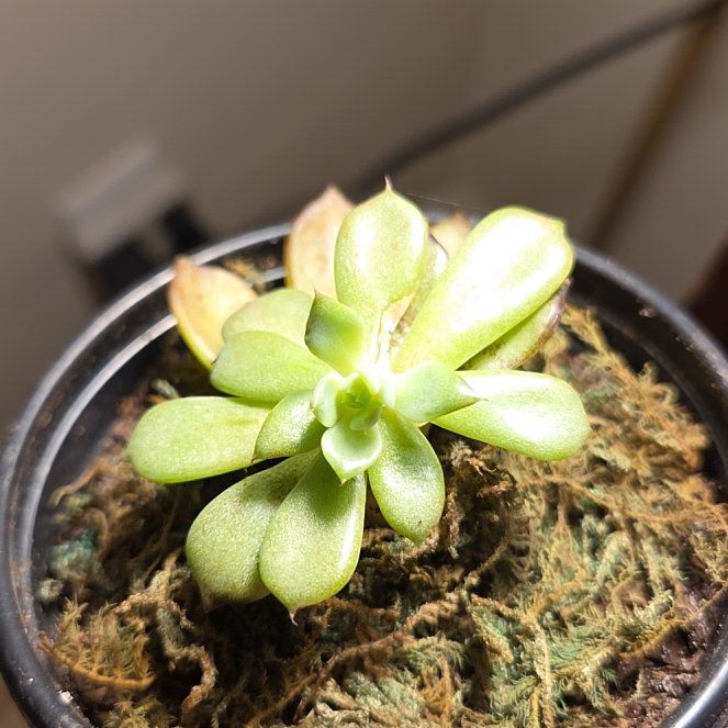 Photo of the plant species Succulent by @BackupApiastrum named Sonora on Greg, the plant care app