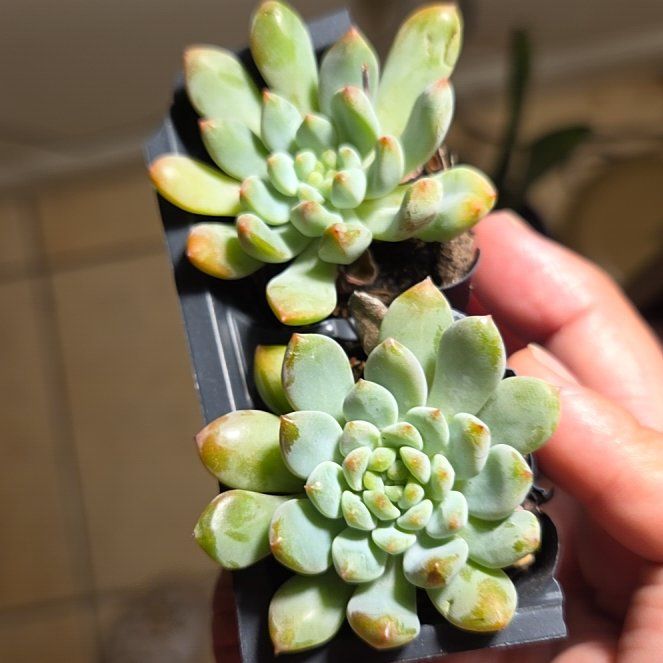 Photo of the plant species Sedeveria 'Blue Elf' by @BackupApiastrum named Fernie Saunders on Greg, the plant care app