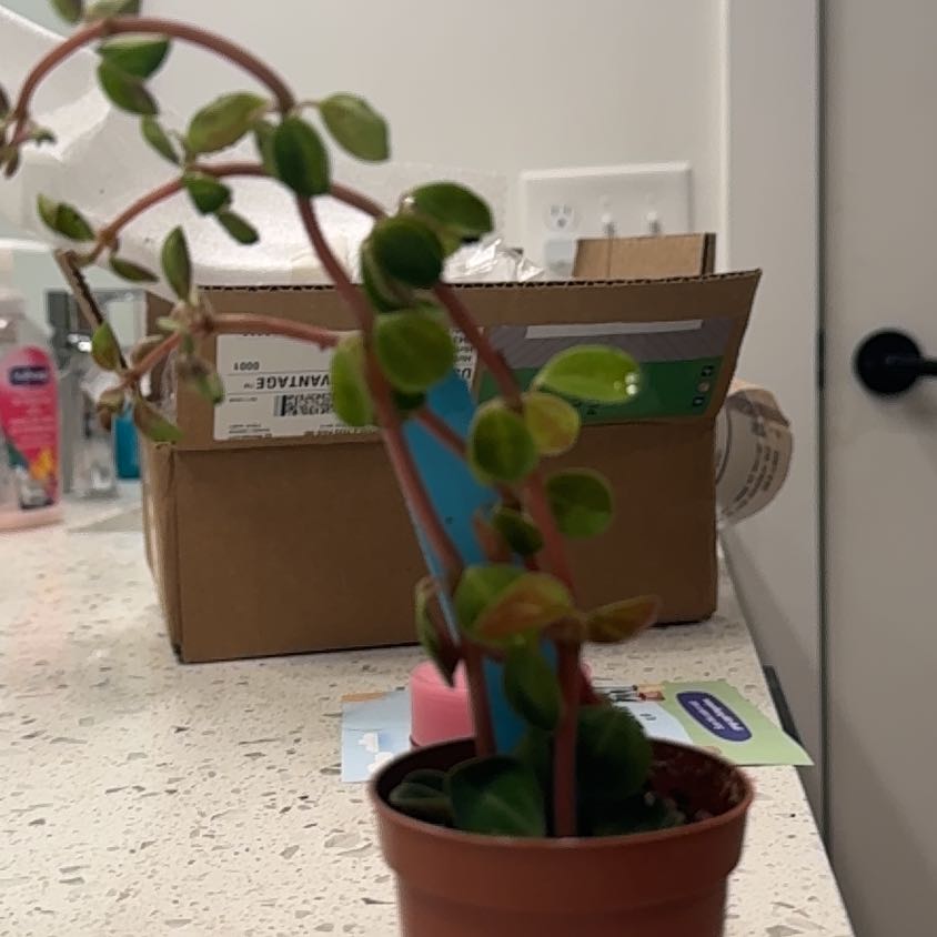 Photo of the plant species Peperomia Ecuador by @Abbeyking7 named Beyonce on Greg, the plant care app