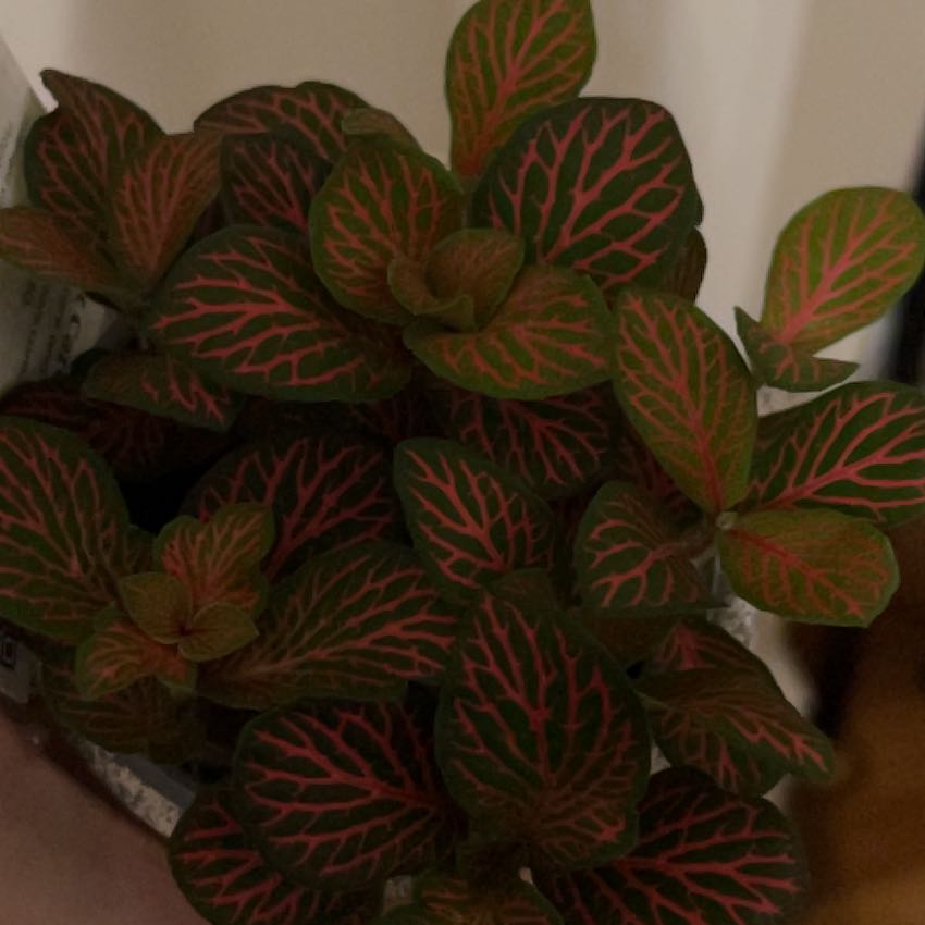 Photo of the plant species Nerve Plant by @FairLettuce45 named The Nerve Plant KS on Greg, the plant care app
