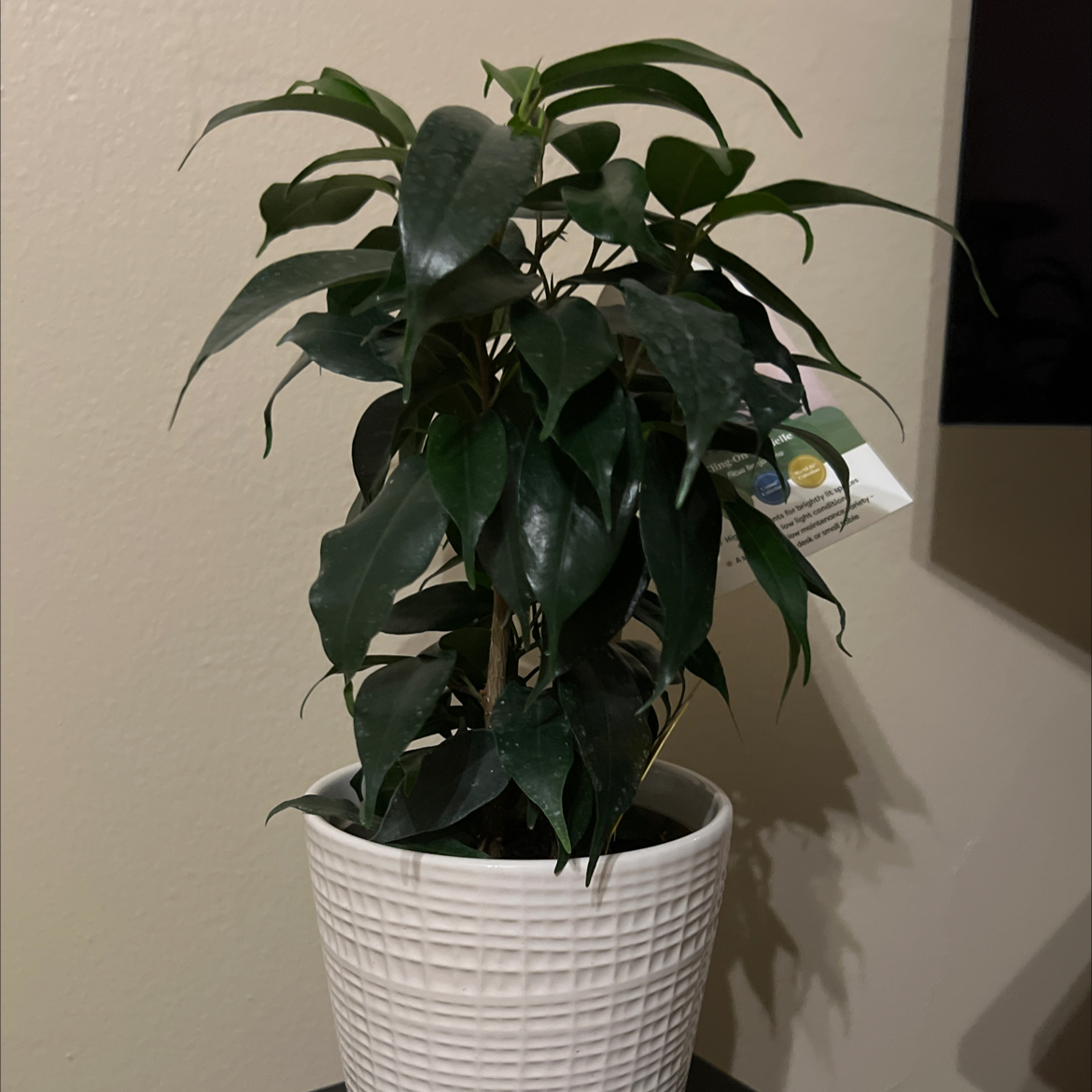 Photo of the plant species Weeping Fig Daniella by @FairLettuce45 named Manny the Weeping Fig on Greg, the plant care app