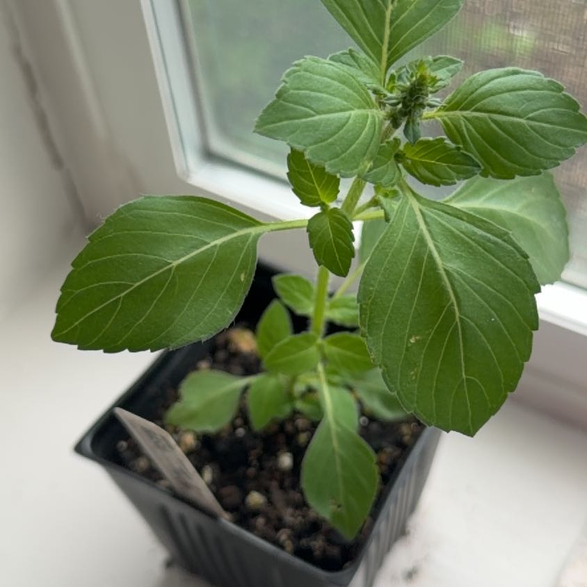 Photo of the plant species Holy Basil (Tulsi) by @FunKalopanax51 named Tulsi on Greg, the plant care app