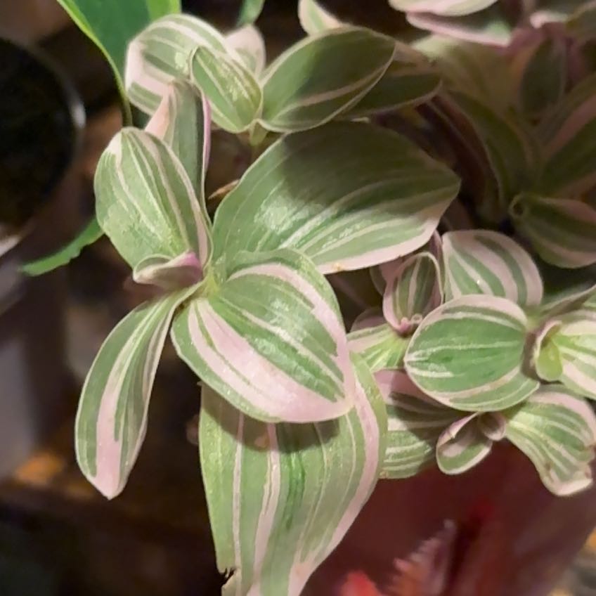 Photo of the plant species Feeling Flirty by @ZanyJudastree21 named Pinky on Greg, the plant care app
