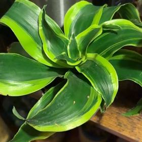 Photo of the plant species Twister by @ZanyJudastree21 named Oscar on Greg, the plant care app