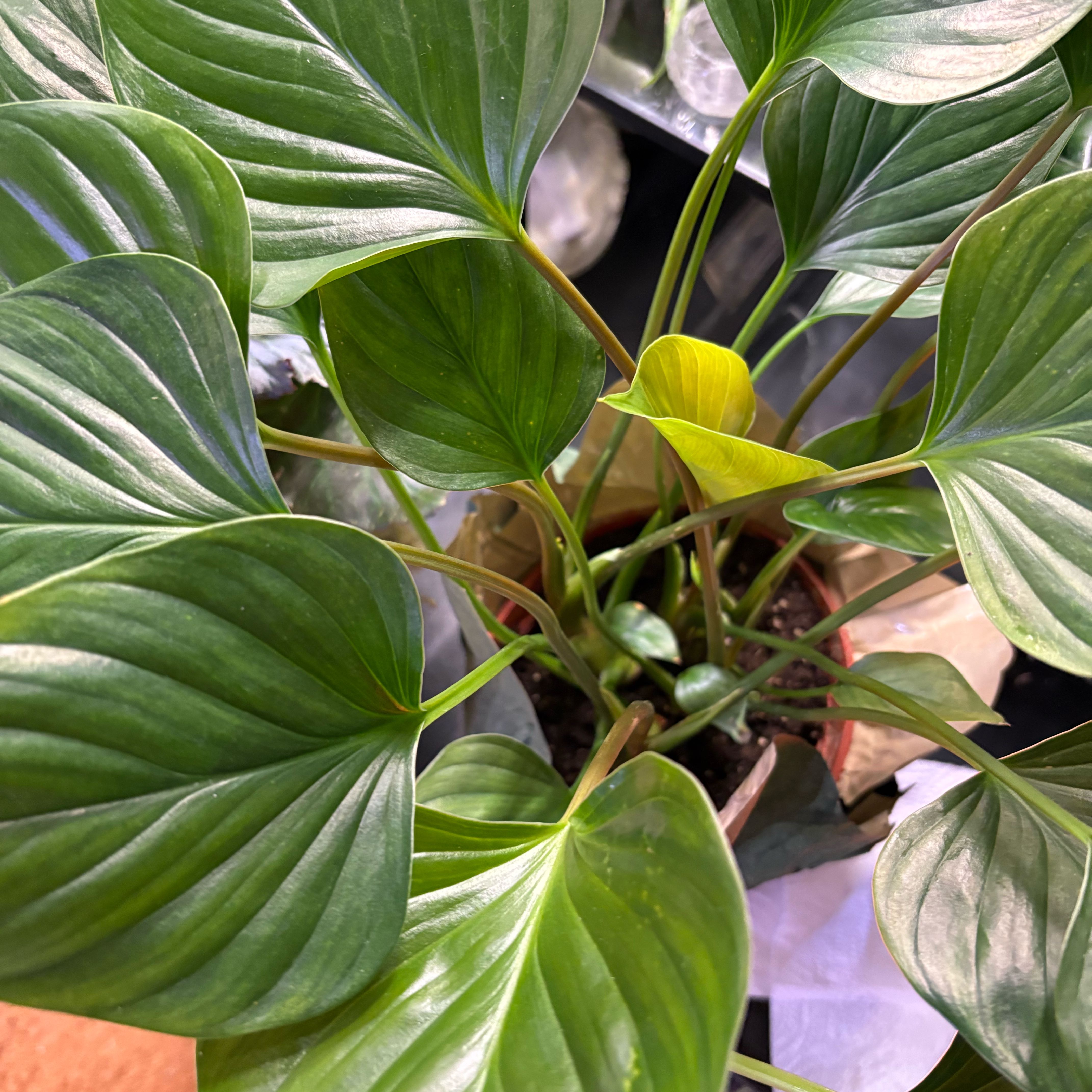 Photo of the plant species Homalomena 'Emerald Gem' by @ZanyJudastree21 named Sigmund on Greg, the plant care app