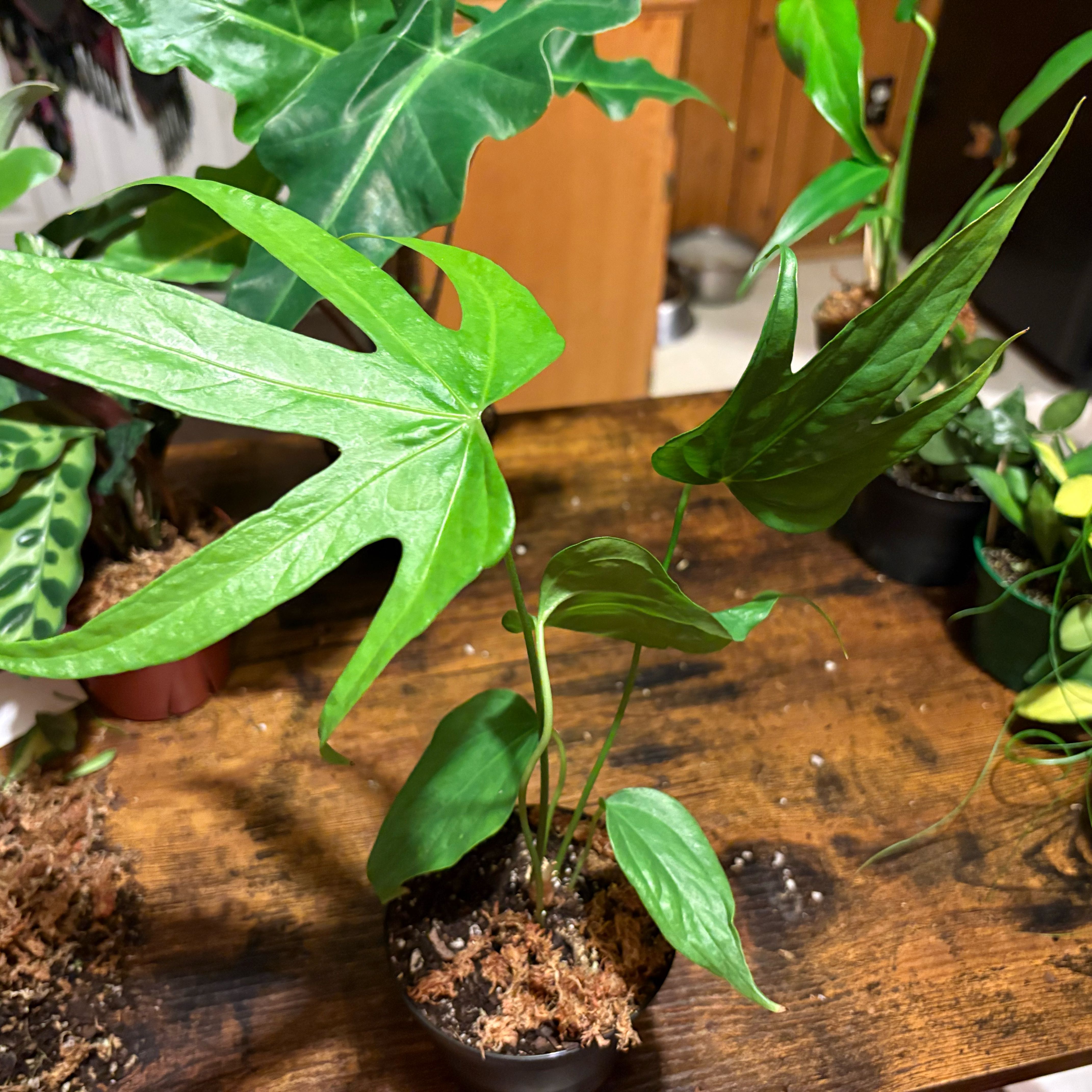 Photo of the plant species Anthurium Fingers by @ZanyJudastree21 named Hemingway on Greg, the plant care app