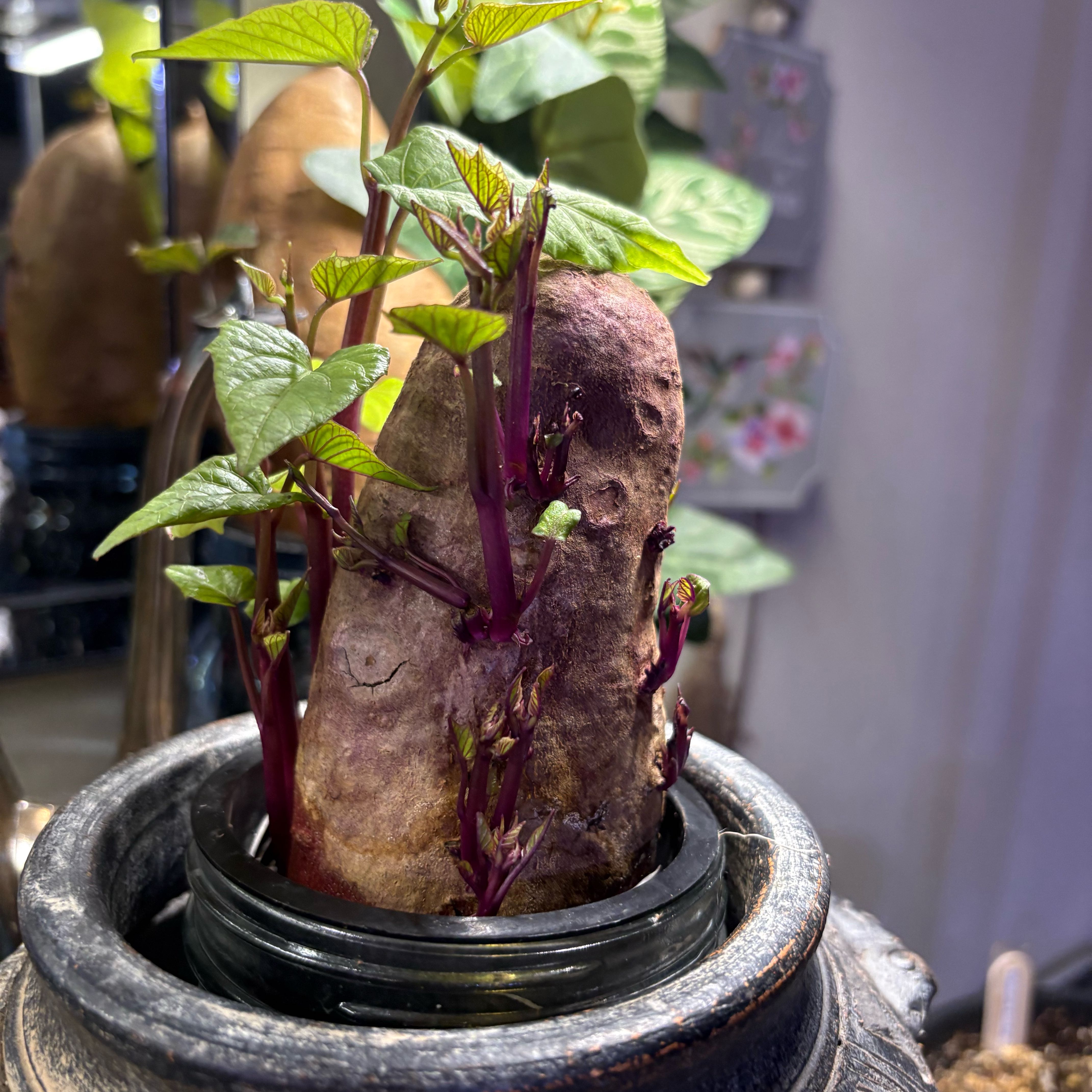 Photo of the plant species Sweet Caroline Purple Sweet Potato by @ZanyJudastree21 named Sage on Greg, the plant care app