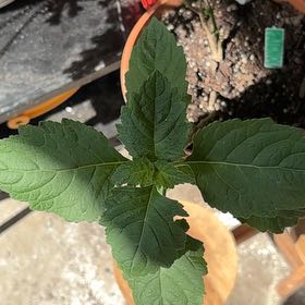 Photo of the plant species Patchouli by @LikableMelon86 named Kardashian on Greg, the plant care app