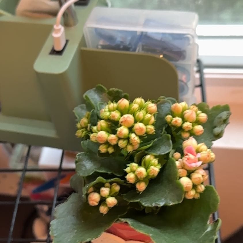 Photo of the plant species Calandiva by @ZealfulNoni70 named Kendall on Greg, the plant care app