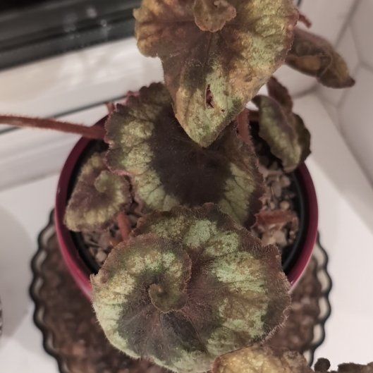 Photo of the plant species Begonia 'Princess of Hanover' by @ZingyQuince35 named Darwin on Greg, the plant care app
