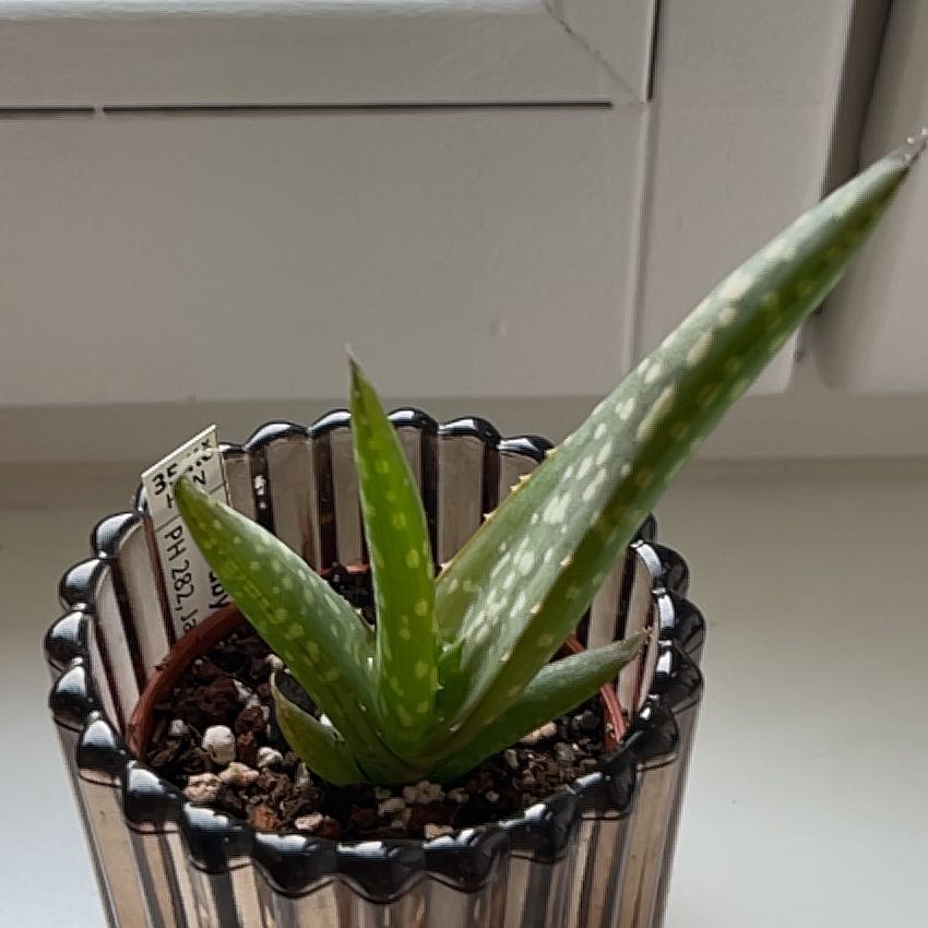 Photo of the plant species Aloe abyssicola by @BrotherlyDill57 named Terra on Greg, the plant care app