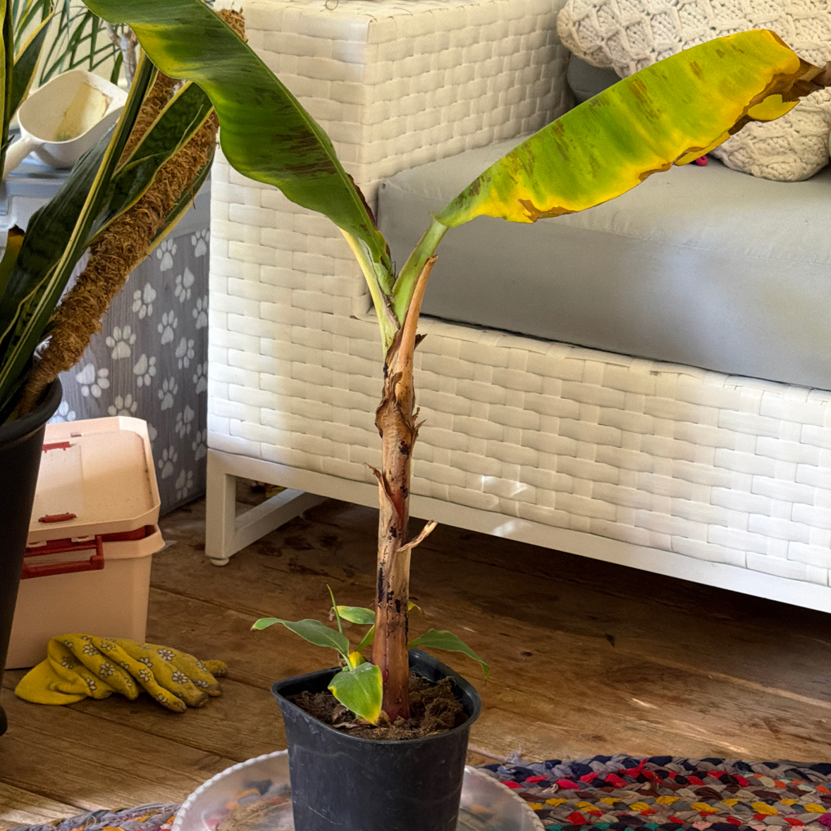 Photo of the plant species Dwarf Cavendish Red Banana by @FirstTupeia65 named Ronaldo on Greg, the plant care app