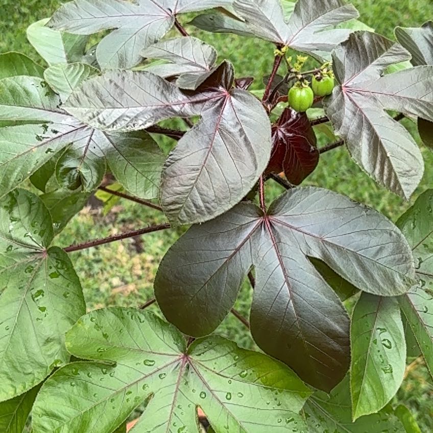 Photo of the plant species Bellyache Bush by @MarvelousLime81 named Harper on Greg, the plant care app