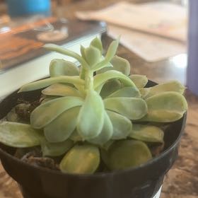 Photo of the plant species Succulent by @SmartKaramu22 named Hamilton on Greg, the plant care app