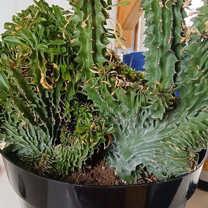 Photo of the plant species Euphorbia by @SpeedyTutu45 named Annak on Greg, the plant care app