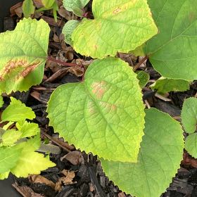 Photo of the plant species Rose Glorybower by @WellmadeKaraka0 named Baesil on Greg, the plant care app