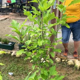 Photo of the plant species Rose Of Sharon by @WellmadeKaraka0 named Marley on Greg, the plant care app