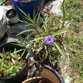 Photo of the plant species Britton's Wild Petunia by @WellmadeKaraka0 named Diana on Greg, the plant care app
