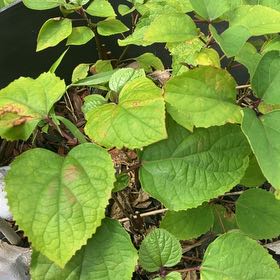 Photo of the plant species Rose Glorybower by @WellmadeKaraka0 named Mollie on Greg, the plant care app