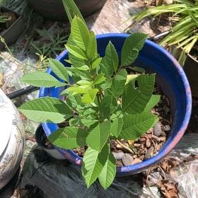 Photo of the plant species Guava Tree by @WellmadeKaraka0 named Winston on Greg, the plant care app