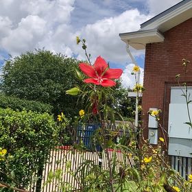 Photo of the plant species Scarlet Hibiscus by @WellmadeKaraka0 named Sigmund on Greg, the plant care app