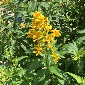 Photo of the plant species Seaside Goldenrod by @WellmadeKaraka0 named Remington on Greg, the plant care app