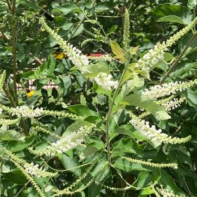 Photo of the plant species Virginia Sweetspire by @WellmadeKaraka0 named Hamilton on Greg, the plant care app